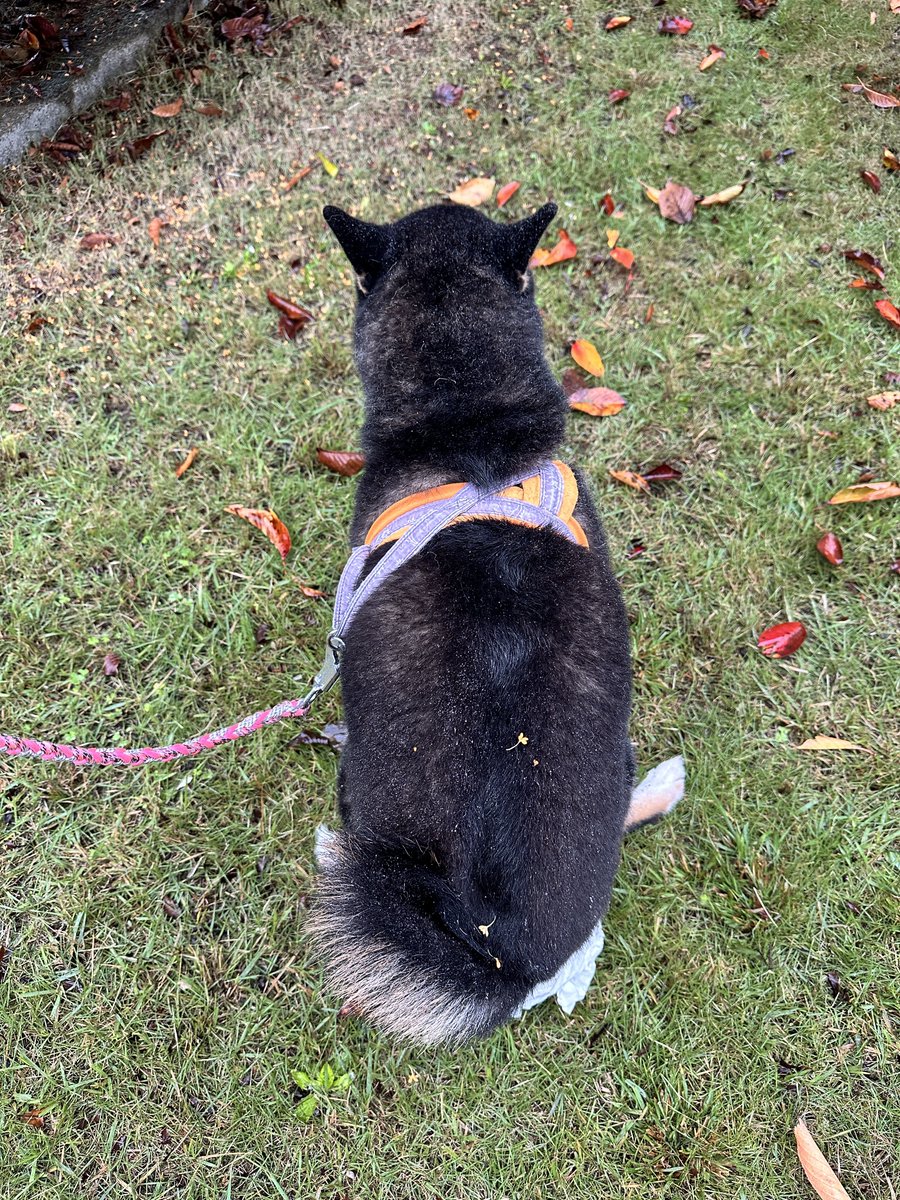 まぁページ♡⃜ PRISCILLA SS(ONESIZE BEIGE): ハット｜帽子通販｜CA4LA（カシラ