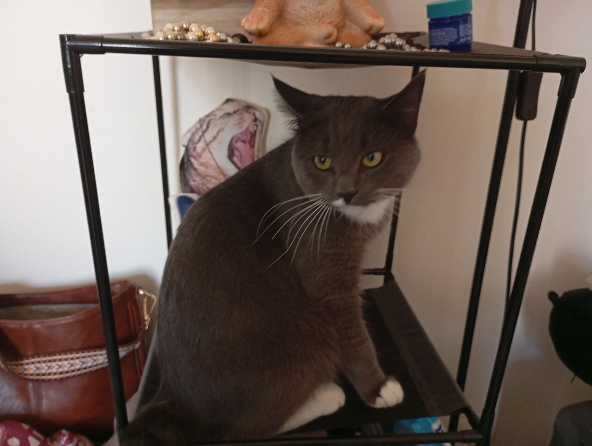 Camillo Di Pawsa & Bruder Martini tweet media