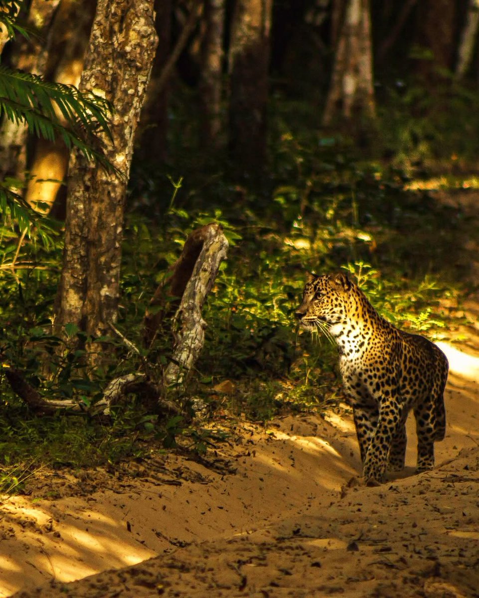 SALEEMK45924917's tweet photo. In the heart of Yala, silence breathes and wild eyes watch 🌿🐘
Here, nature speaks in whispers and you realize you’re only a guest in her kingdom😍🥰

#SriLanka 
#YalaNationalPark https://t.co/G8vy2V0goK