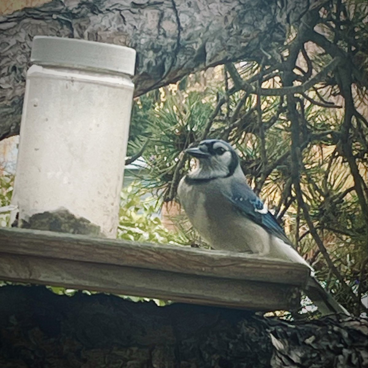 A Good Luck charm is hoarding all the sunflower seeds from our bird feeder in Southern Alberta. 
⚾️🧢🍀👍🏼 #gobluejays !