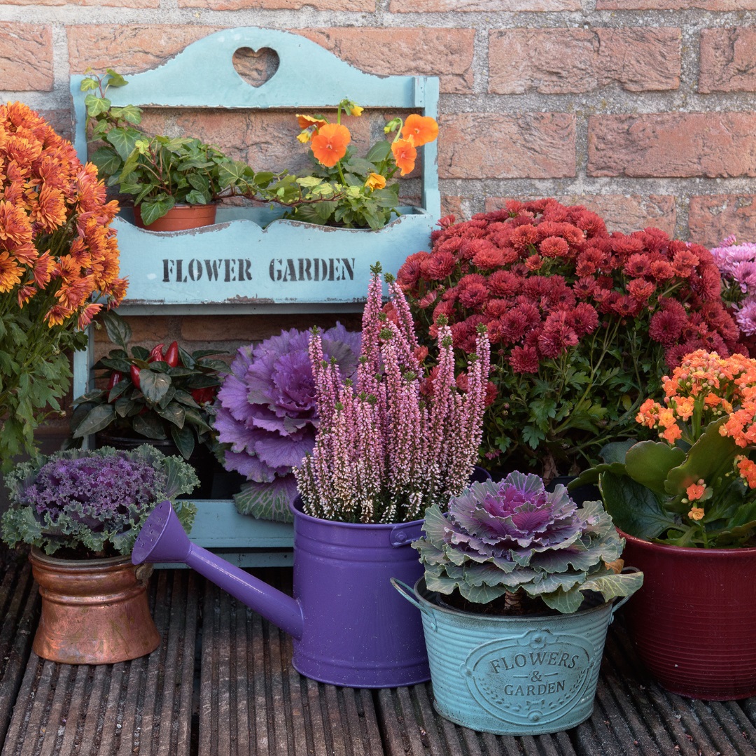 We often think of spring as the season for flowers, but there are many beautiful fall blooms. Which is your go-to autumn choice?