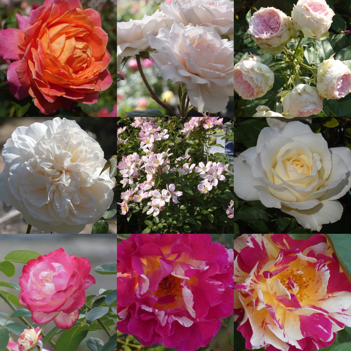 きょんちゃん✿ฺ (@pYnWZzTDiesRhzd) / Posts / X