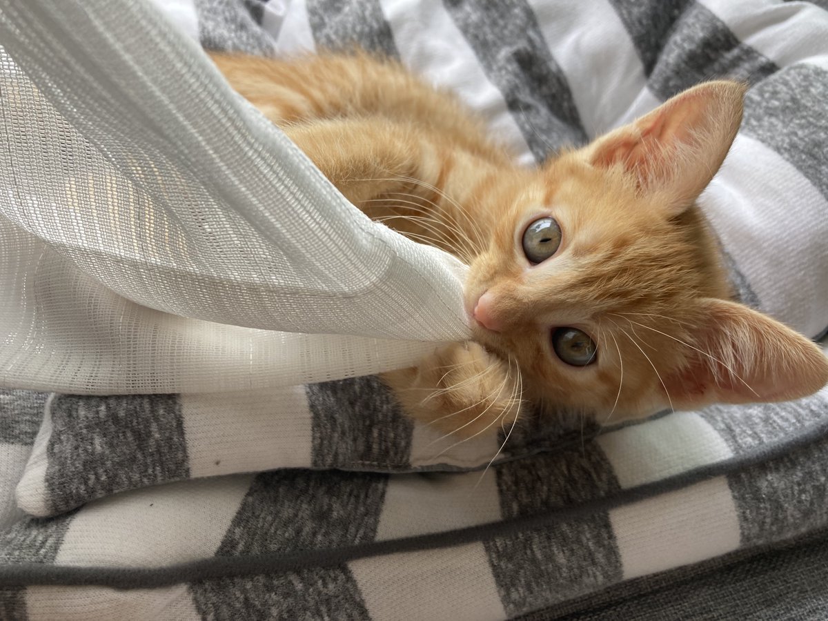 茶猫ページ 猫になりたい on X