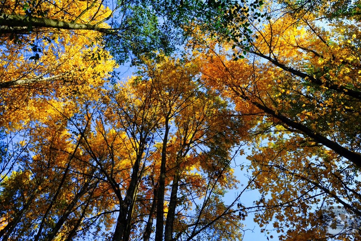 Evanfchan's tweet image. Fall is the best time of the year … as a photographer.  #art #nature #photo #photog #ThePhotoHour #fujifilm