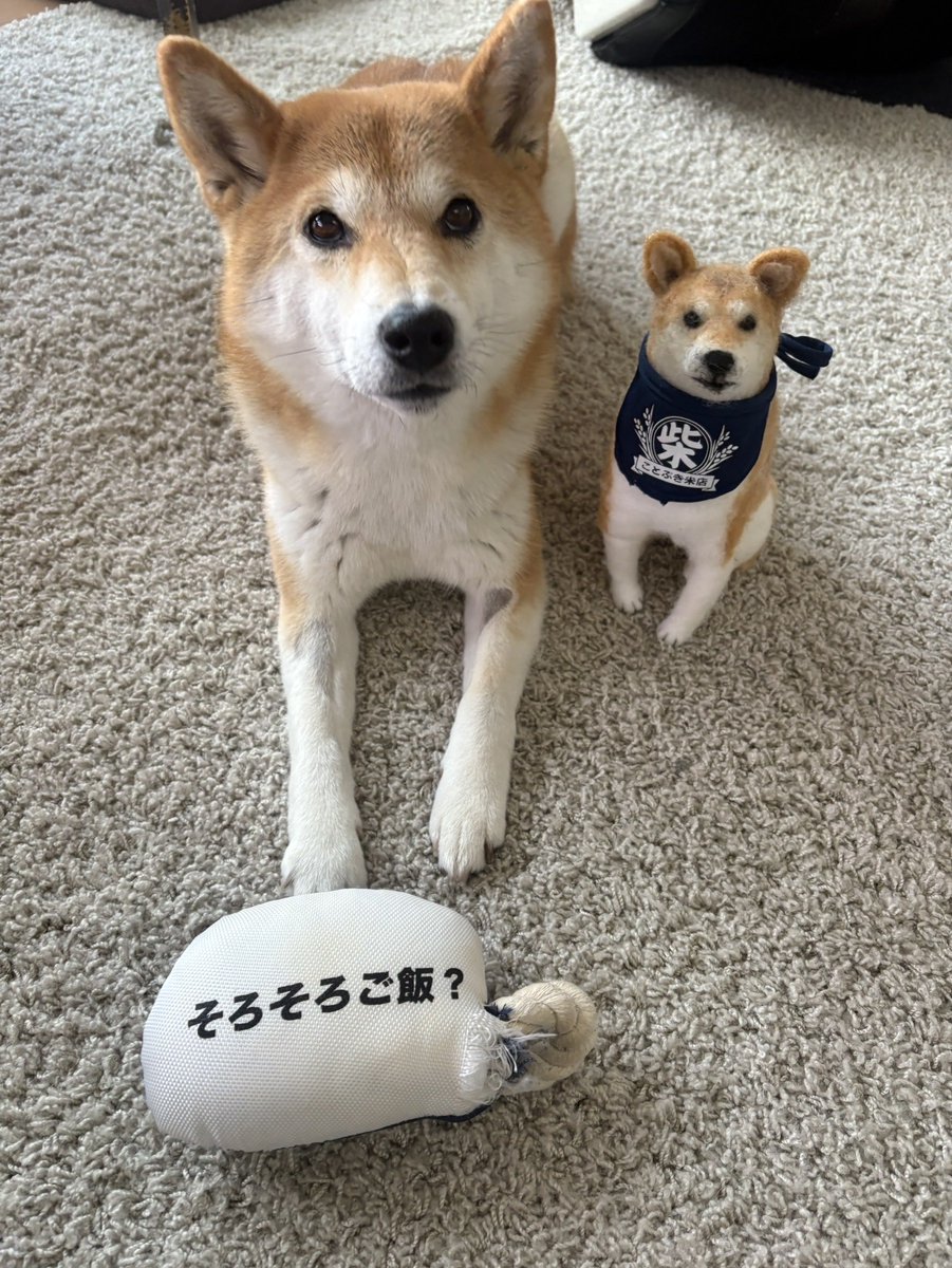 きなこページ きなこ (@75G7oO7KRMu827J) / Posts / X