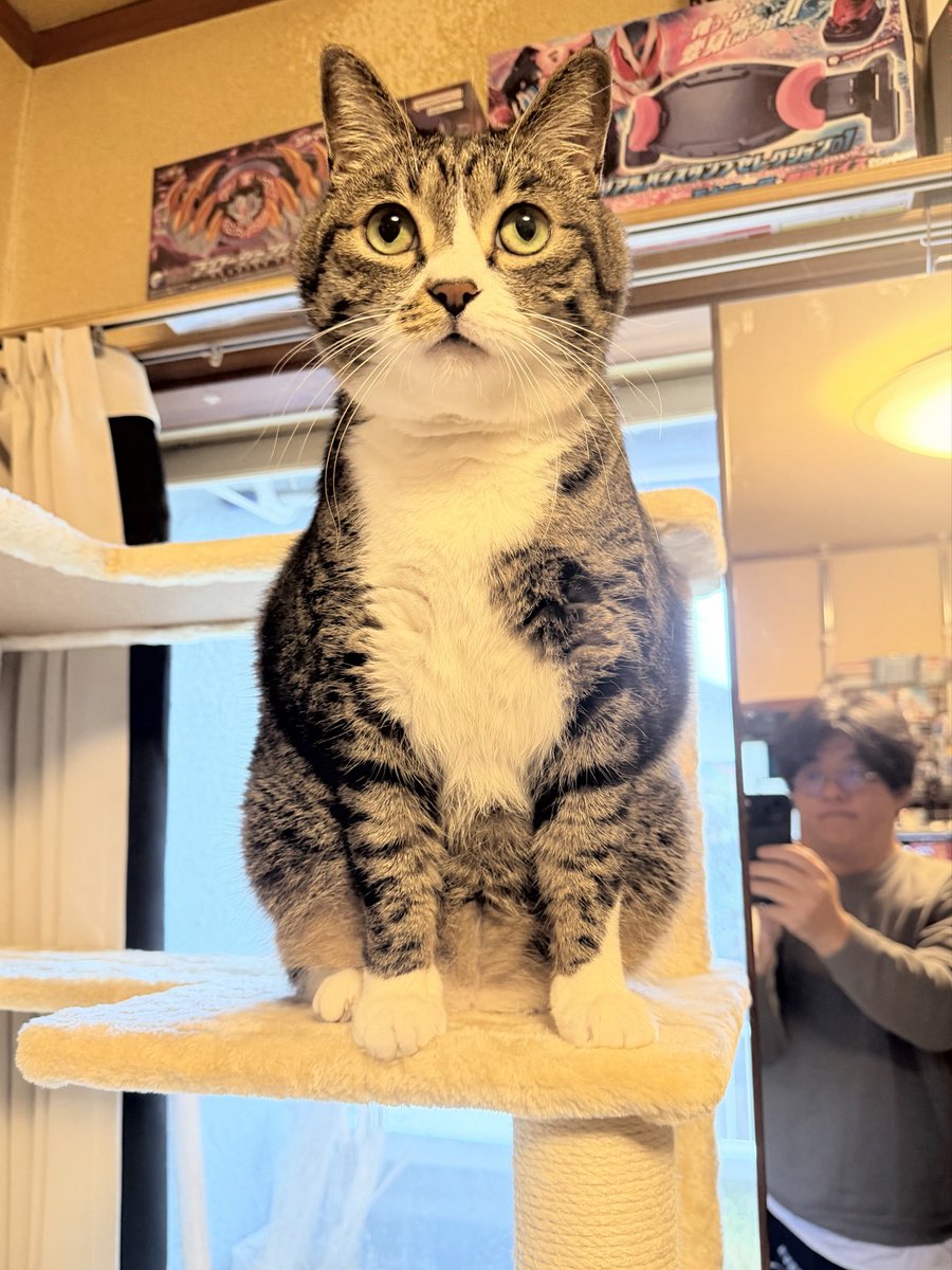 猫さん かど 🍟 on X