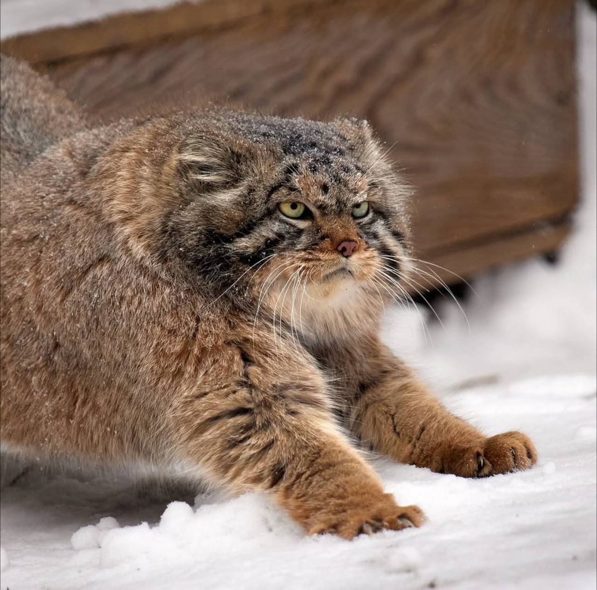 Daily Manul (@dailymanul) on Twitter photo 