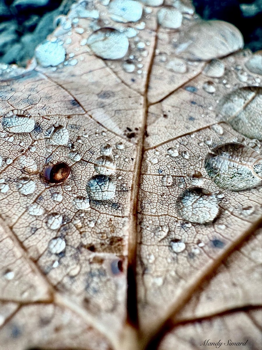 Raindrops on autumn leaves 🍂💧