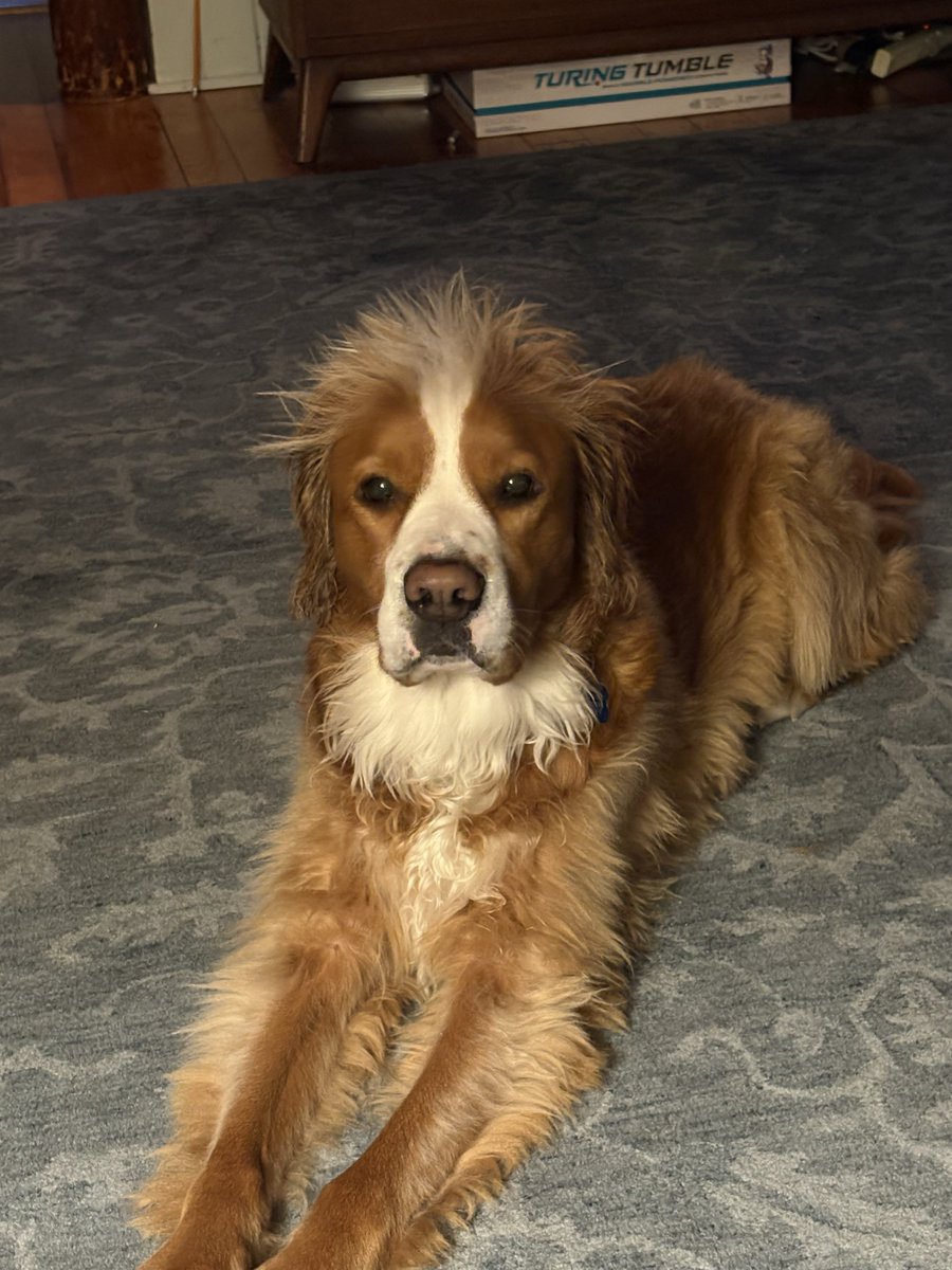 This is not a lion. I am not in danger.