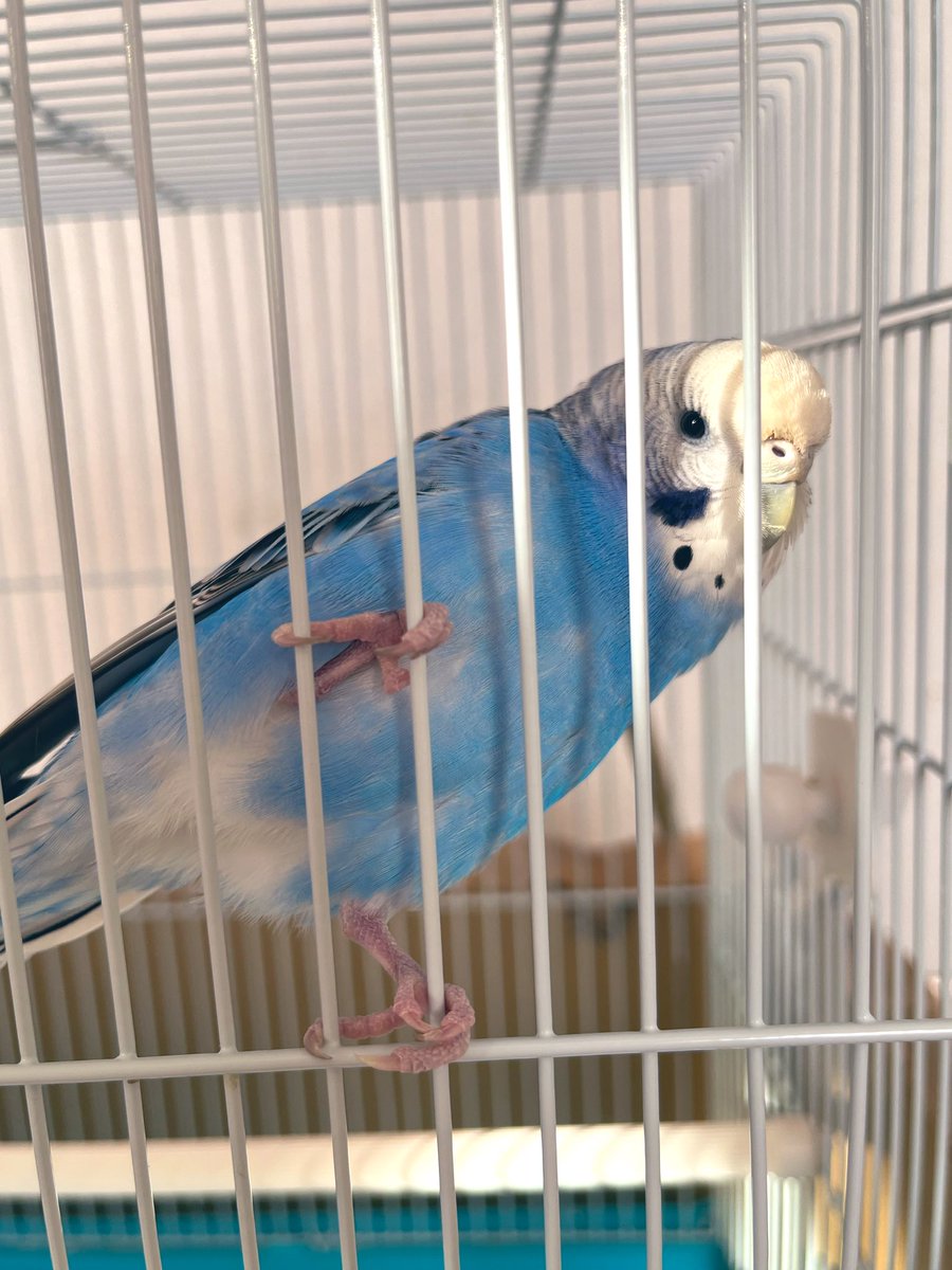 まめたぬき on X まめたぬき on X