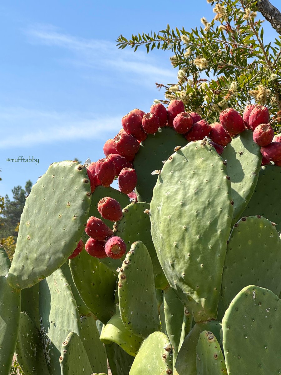 musashi_1113 ウチワサボテン うちわサボテン サボテンブランチ ウチワ