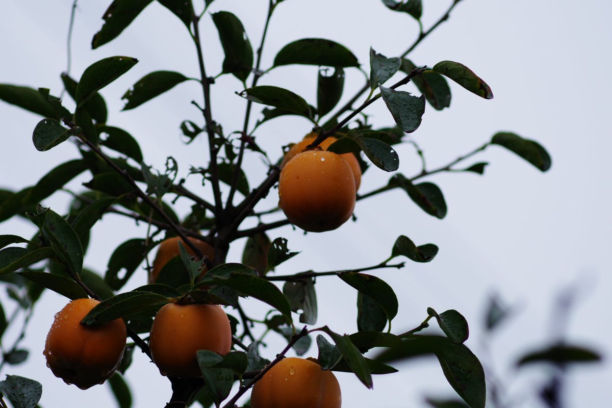 うさぎさん🐰 on X