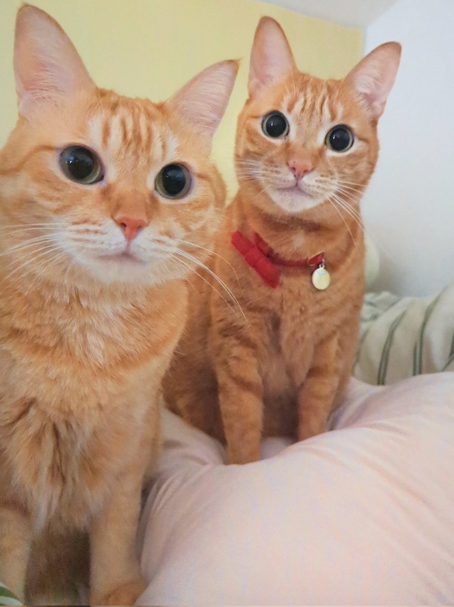 週休8日の猫吸い (@8VA64ArRkX7nOHE) / Posts / X