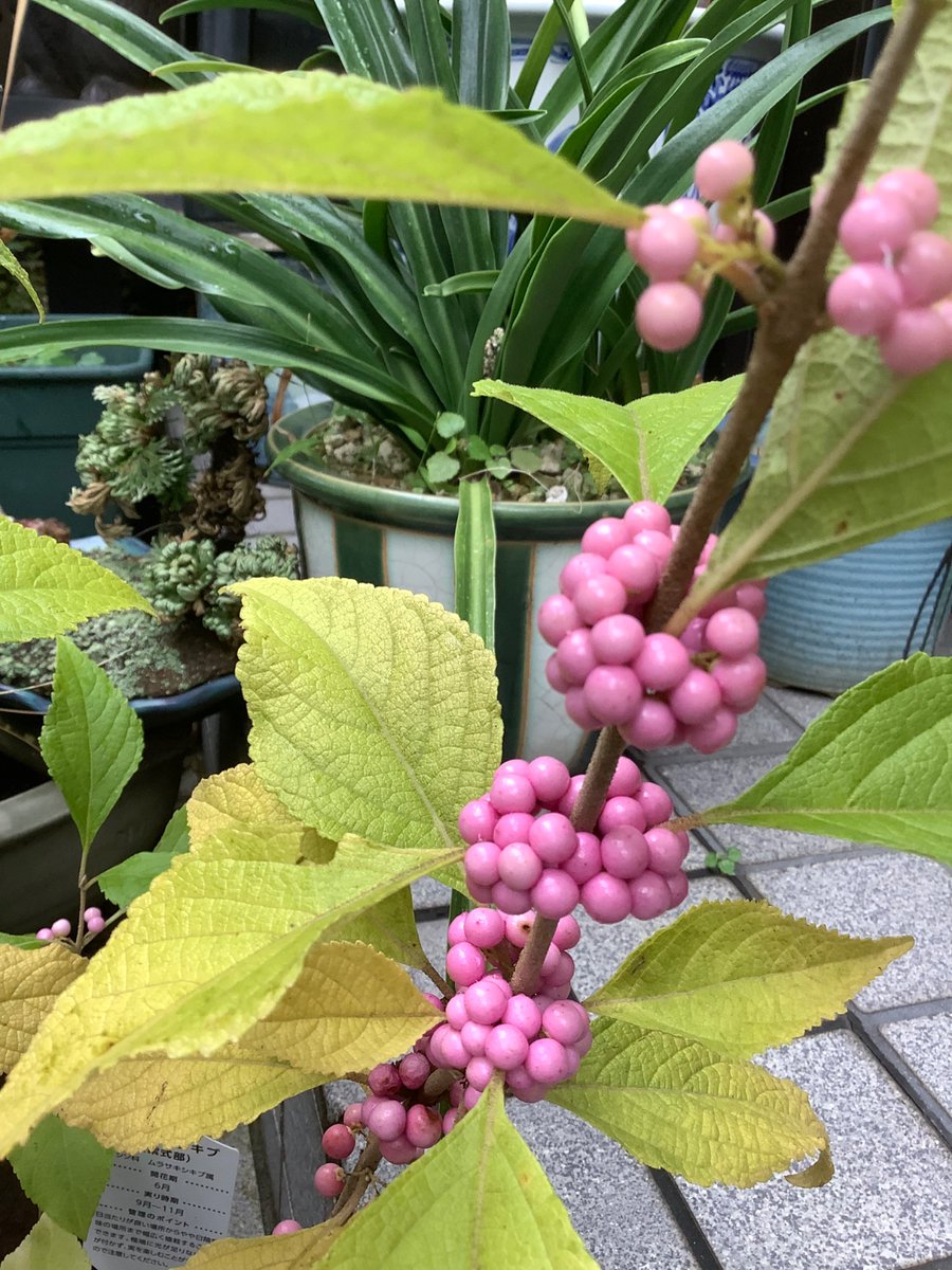 時代箪笥 (@jidaidansu) / Posts / X