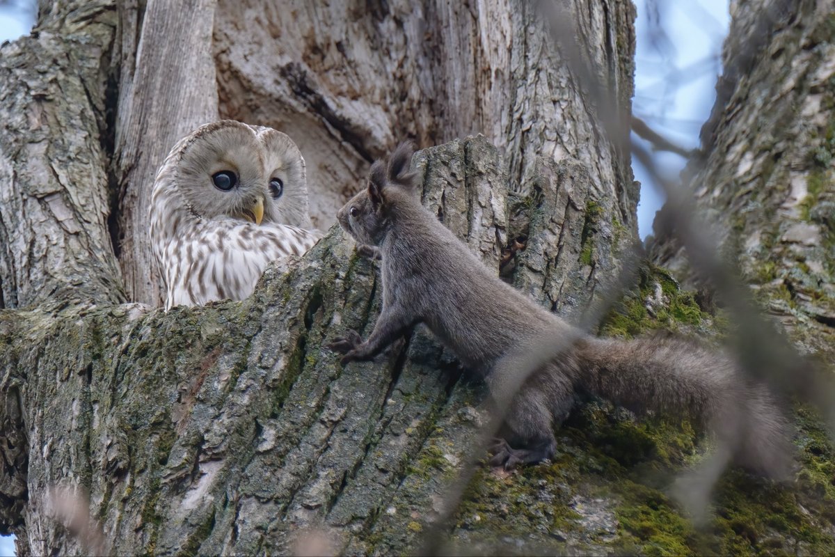 yumepirika1007's tweet image. 見つかっちゃった〜

びっくりするフクロウ
茶化すエゾリス