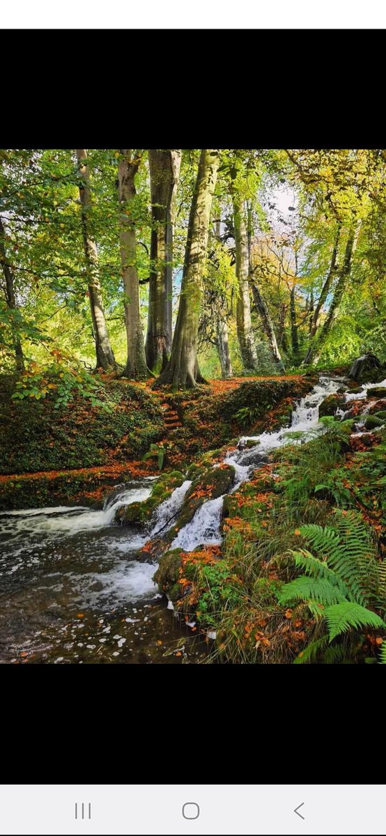 Autumn is such a lovely time. #Canalfestival
A few pics by Sandy Moon. DeBurgh wood and Naas Canal.