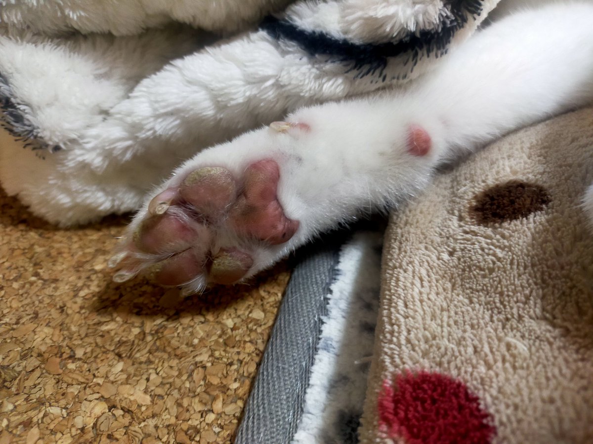 いっぬ様 犬の次にえらいわにゃ🌈🐶 (@wanwanyan112) / Posts / X