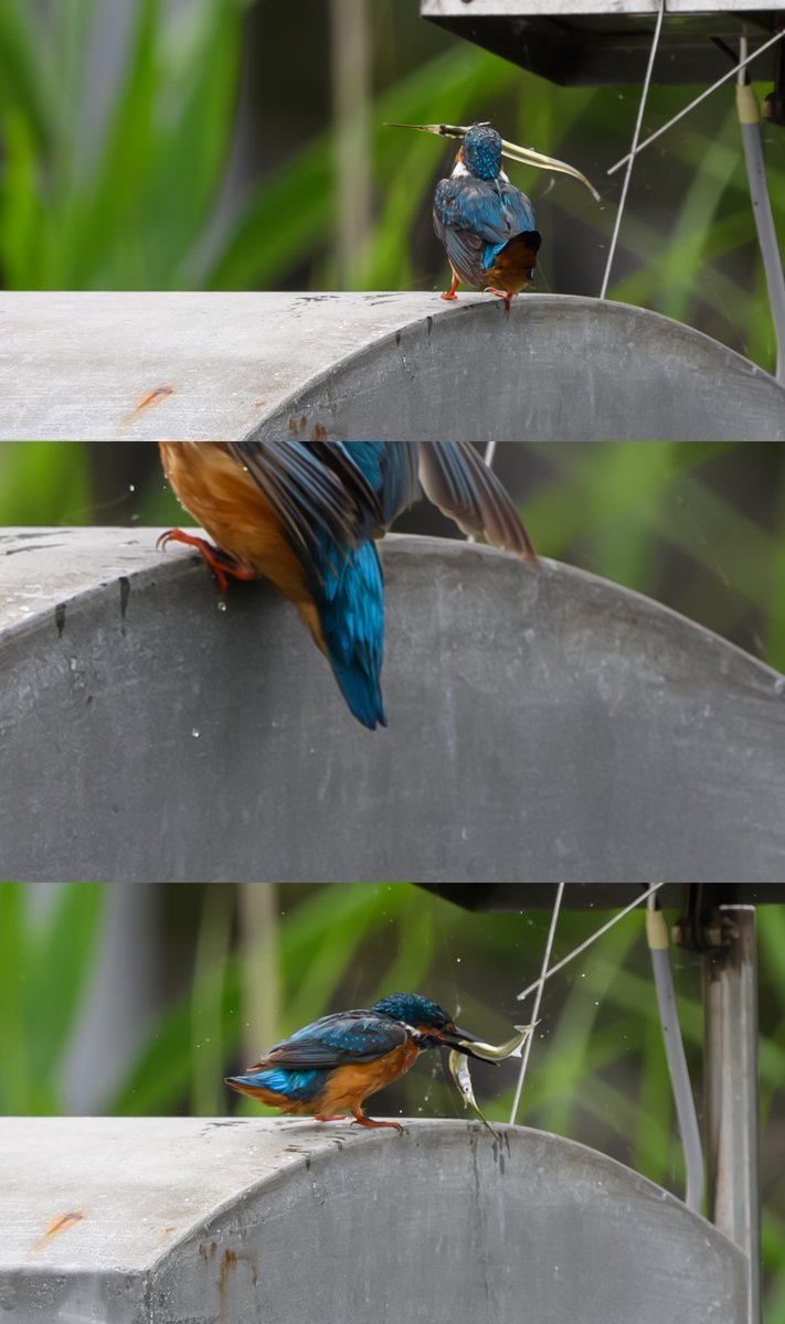 小鳥ページ しらとり𓅫 on X