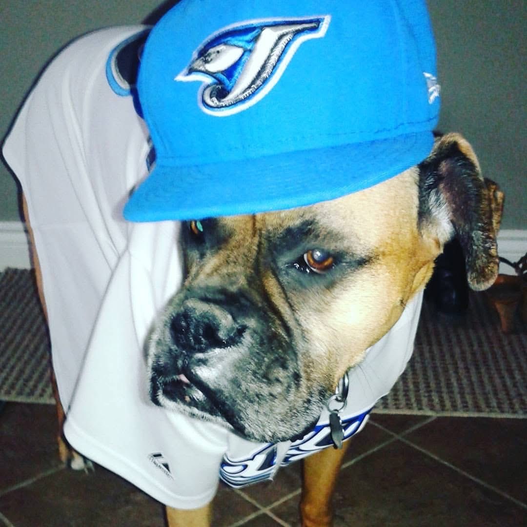 Let’s go #bluejays #wantitall #game2 #boxerdog #dogofx