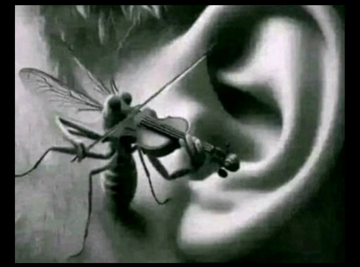 the phenom himself tweet media