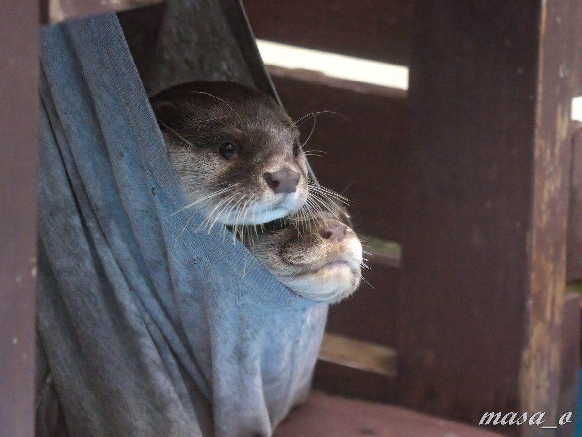 コツメカワウソ