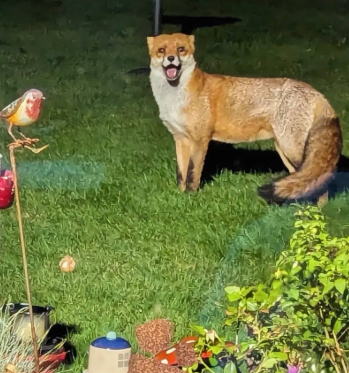 Me after getting the slightest compliment