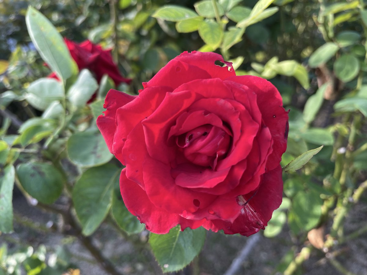 yu様戦 おまとめ Original XIII Type.I 