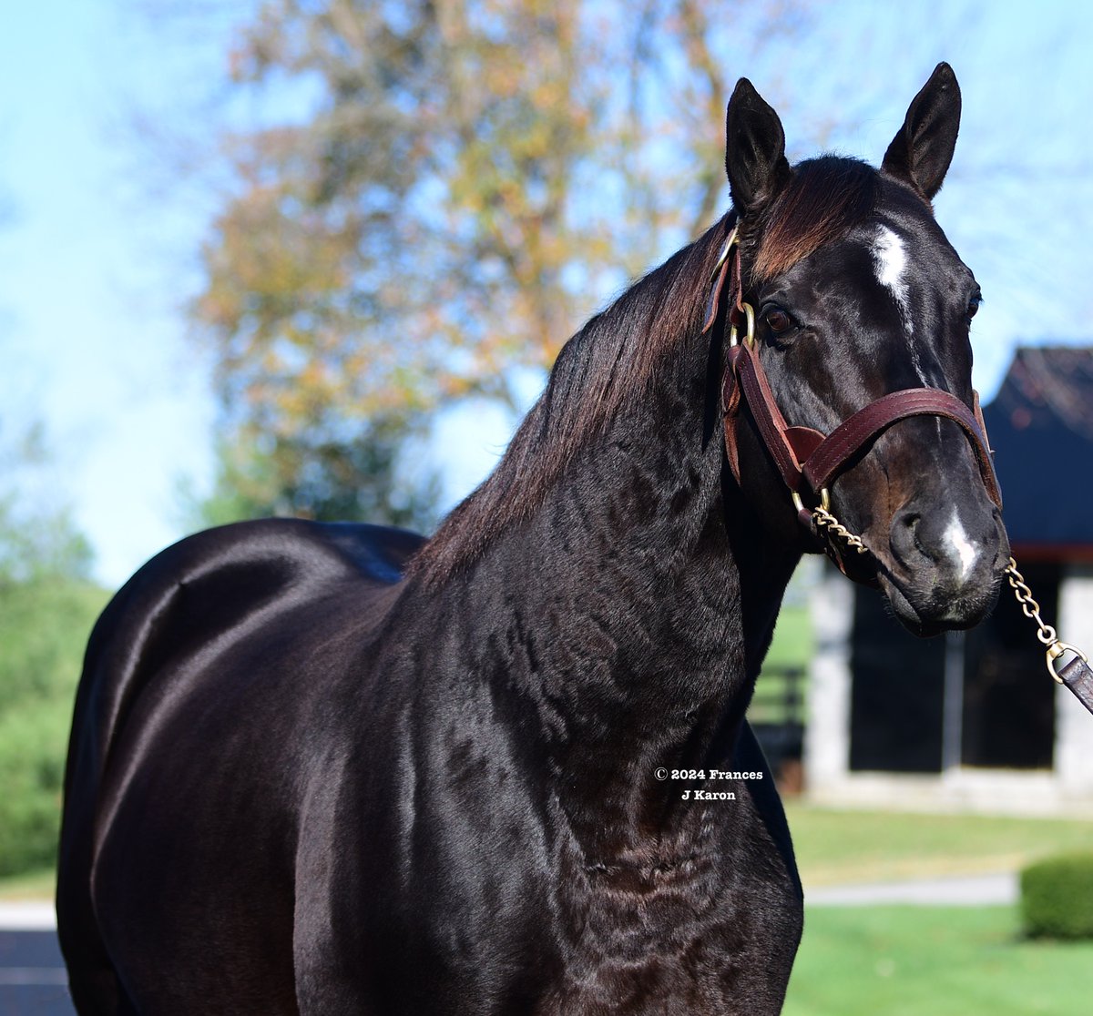 francesjkaron's tweet image. NOT

THIS

TIME

It's surely unprecedented for a sire to get a graded stk exacta, trifecta, &amp;amp; superfecta in a month, if not a lifetime. All this in a 17-day meet at KEE.

Troubleshooting (4) over Tenacious Leader (8) over Giocoso (white &amp;amp; red hoops on sleeves) over Dream On (6).