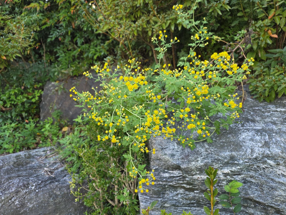 같은 꽃이라도 늦게 피는 꽃이 아름답다고 하더니 정말  그렇습니다.

일요일 아침 화단과 사립문 근처 뒷뜰 돌담 사이를 돌아 보면서 더 진하고 향기 그윽한 꽃들과 마주칩니다.

만추 다가오는 시골집 아침이 차가운데도 늦게 핀 꽃 덕분인지 따사로움이 느껴 집니다.

남도뚜벅이 김화진 올림