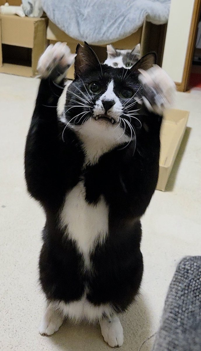 ちったん ちったん (@NYANMARUKE) / Posts / X