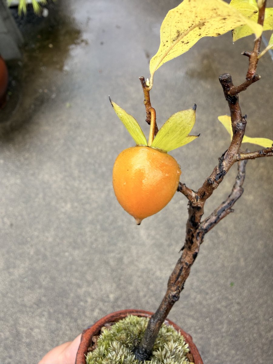 老鴉柿さん

色づきました☺️