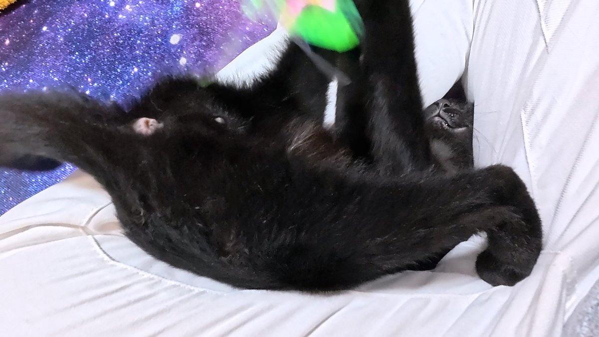 ねこ② エアロパーツ リアスポイラーウイングブーツのためにBMW F22