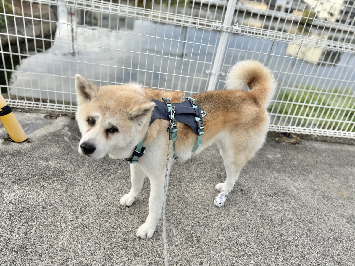秋田犬ななゆき (@akitainu7) / Posts / X
