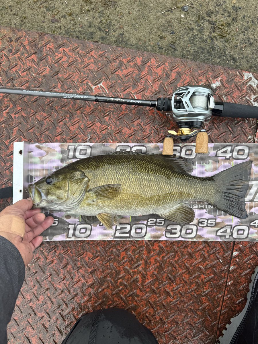 8時から1時間釣行
何とか1本取りました！
買ったばっかりのデイズ360の610Mも無事入魂！
安くて感度抜群
さすがにウェーディングがだんだん厳しくなって来た。