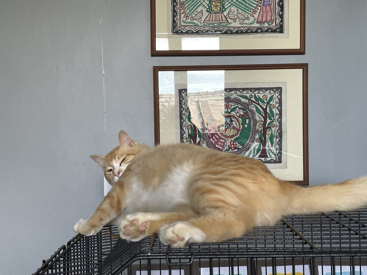 大鎌猫の仔　非foil 大鎌猫の仔/Scythecat Cub 【日本語版】 [J25-緑R] - シングルスター