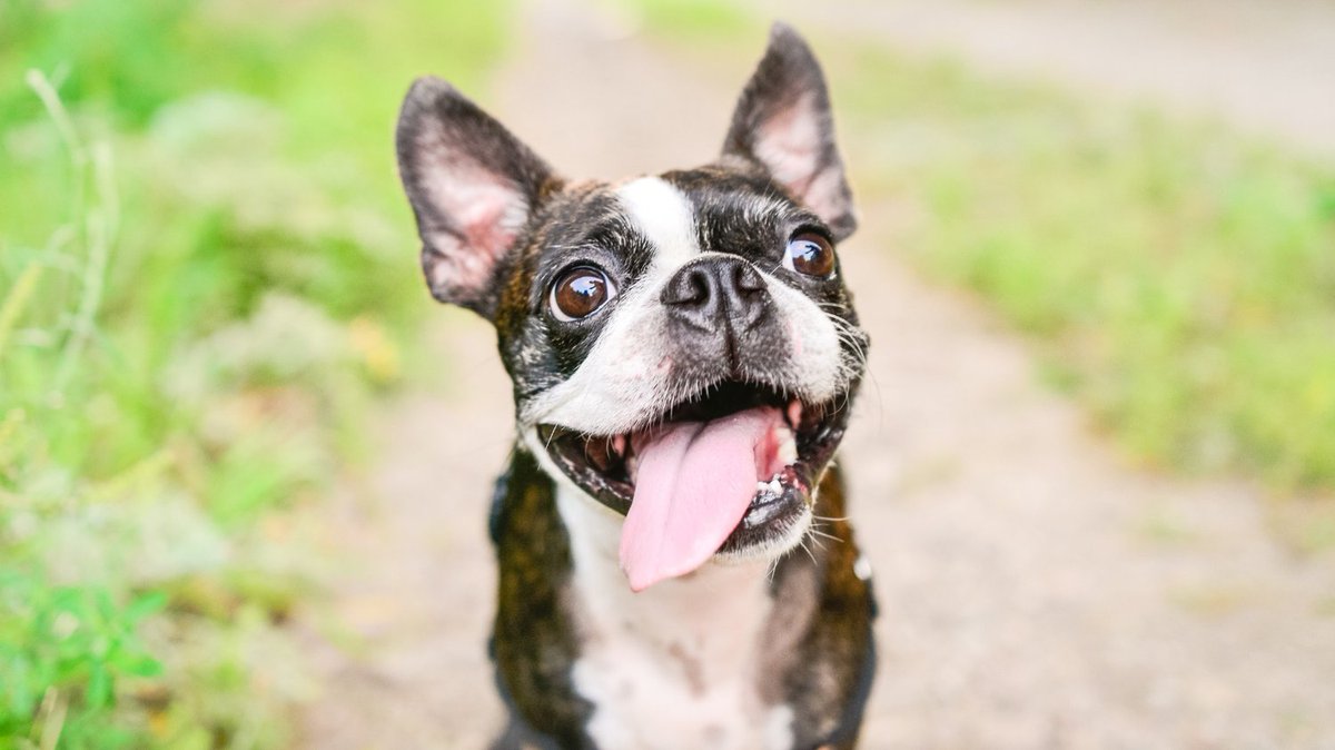 PrestigeCoachin's tweet image. What pet personality fits you best? 🐾✨ 
Take the quiz to find your inner pet! tinyurl.com/4bphjukj
#PersonalityQuiz #PetLovers #FunBreak