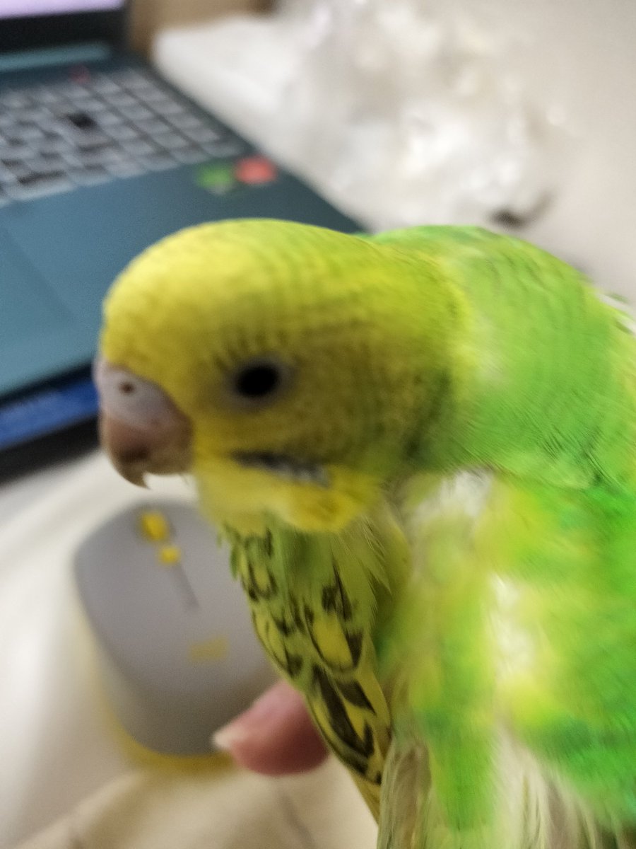 ヒナさん ヒナさん (@unknown_chick24) / Posts / X