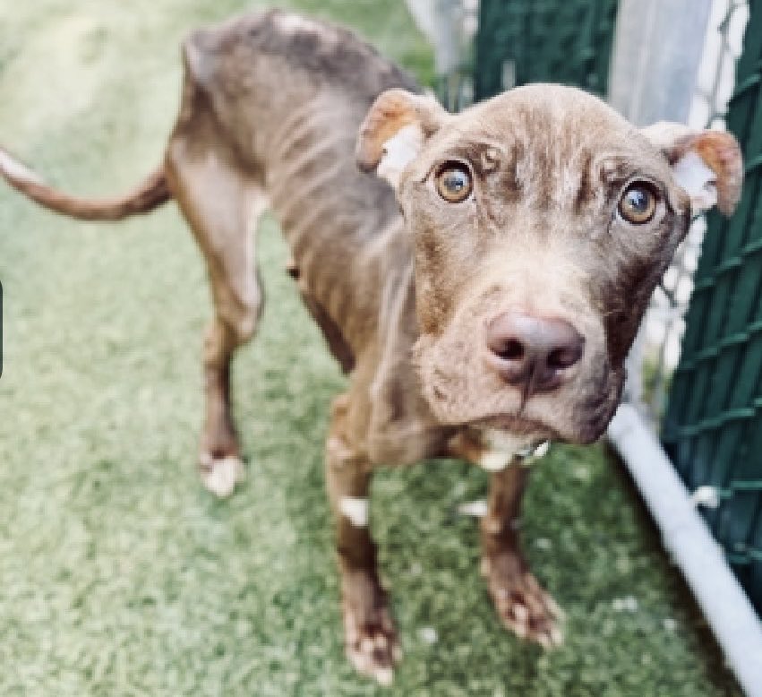 I leave you w/ Babu😭No she’s not a3️⃣ yr old girl from Mumbai or a war torn impoverished country—she’s #BoroughBred, starved &amp; dumped in NYC! First off—fuck you who did this to the gentle girl👿Her eyes😭🆘🏥 🛟 🆘 

Pledge for🏥🛟She’s skeletal😤 #Babu

nycacc.app/#/browse/239428