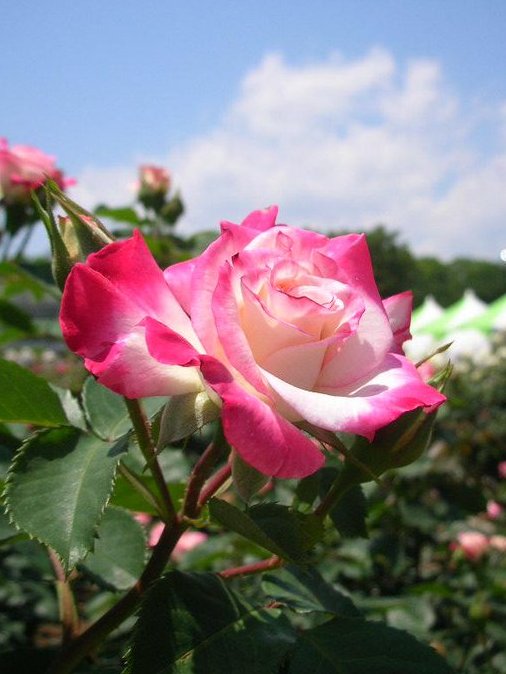 honky_tonk's tweet image. 噛み合った・うまくいった時の自分を物真似するより、着信するパワーとアイデアにまかせ、自然に進むことを選択。
噛み合った・うまくいった時もまた、そうだったから。

これも大きく見たら物真似なのかな。
目に見える型ではなく、【在り方】の物真似。
#entrust #委ねる