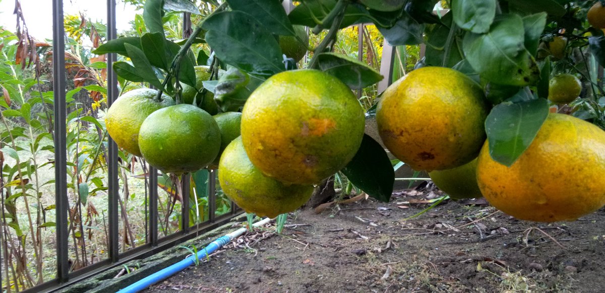 narusa3's tweet photo. 庭の片隅に数年前に植えたミカンの苗木
今年はLL.サイズがいっぱい🍊🎶 https://t.co/dH9BUfYVOl