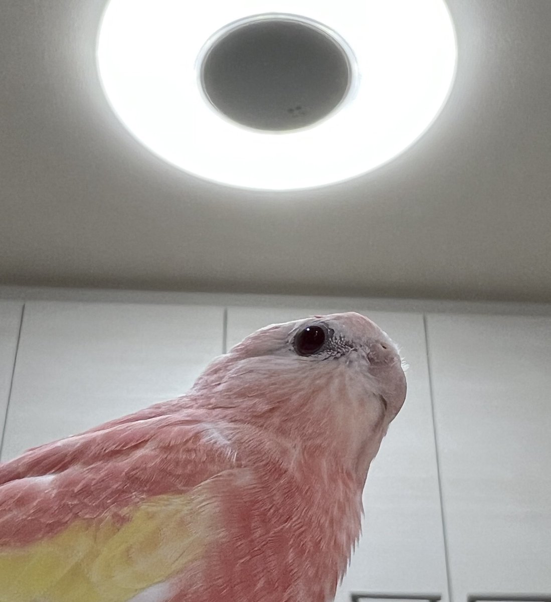 kimuraebinamazu's tweet image. 目覚めたか愚かな人間よ