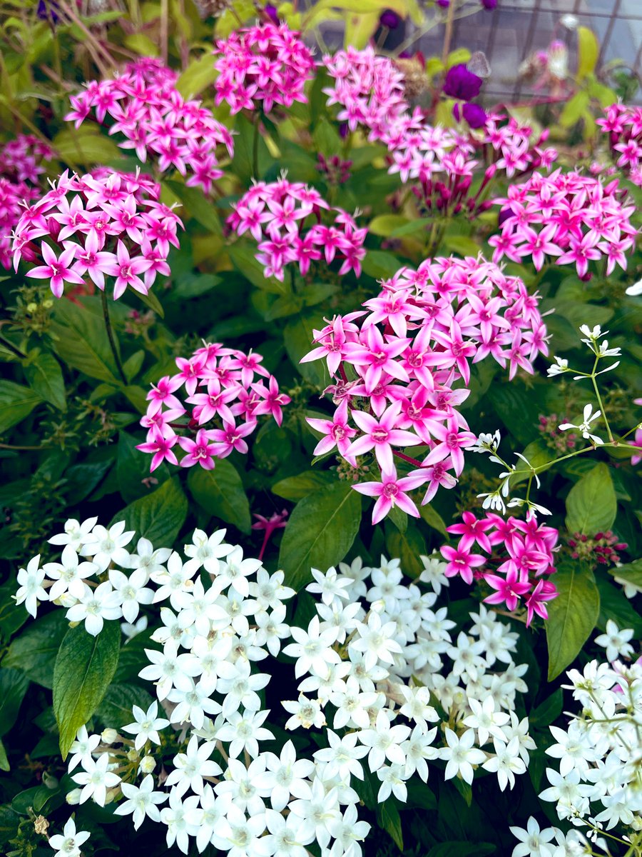 flowerシンギングリン宇宙⑤ flowerシンギングリン宇宙⑤ flowerシンギングリン宇宙⑤ Flower