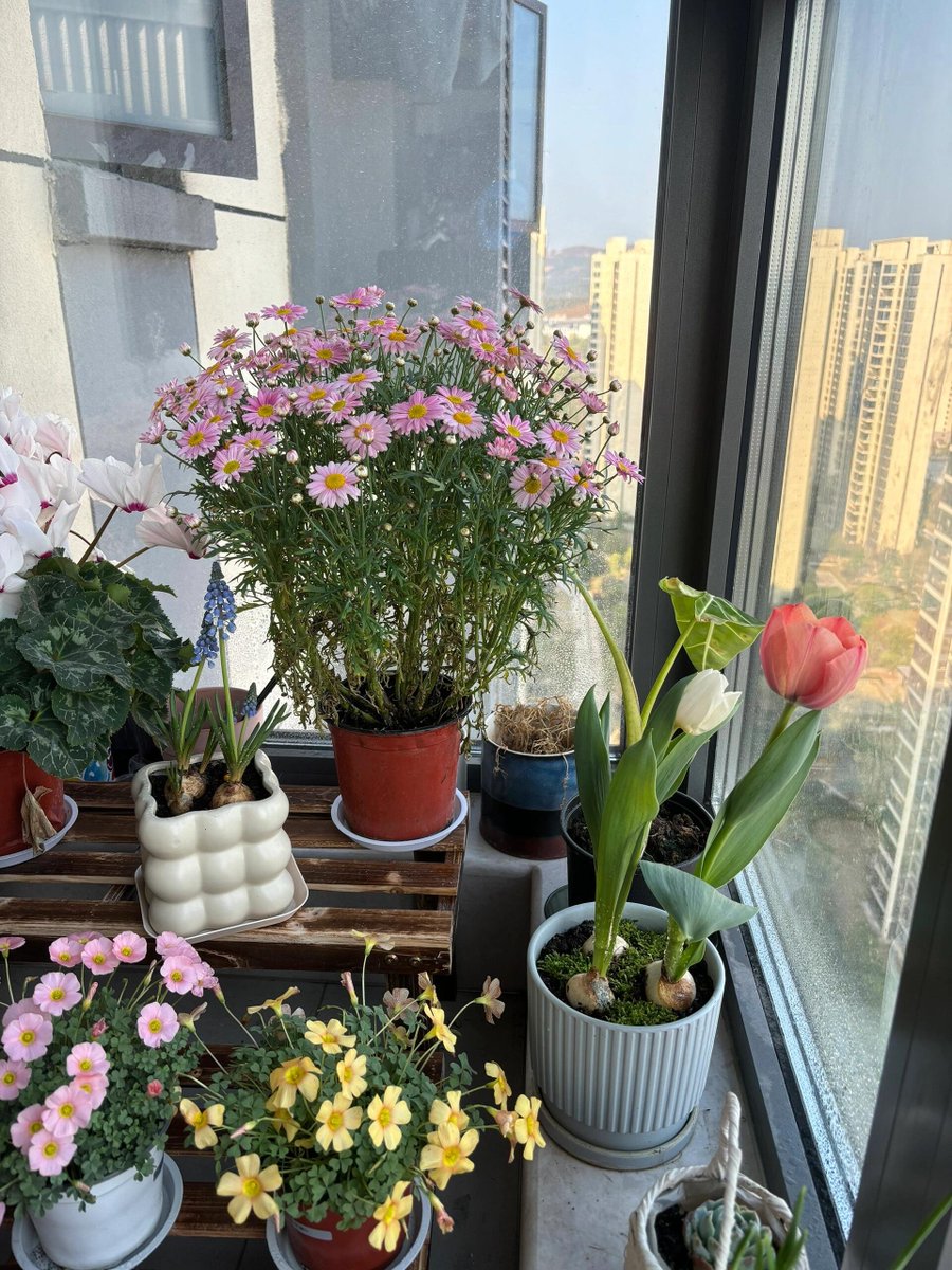 おはよう🌞 今日も小さな芽が元気に育ってる🌿