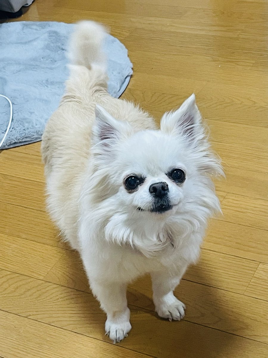 りんりん　　チワワ柄 dog_img_1_6e4d05766ae9.jpg
