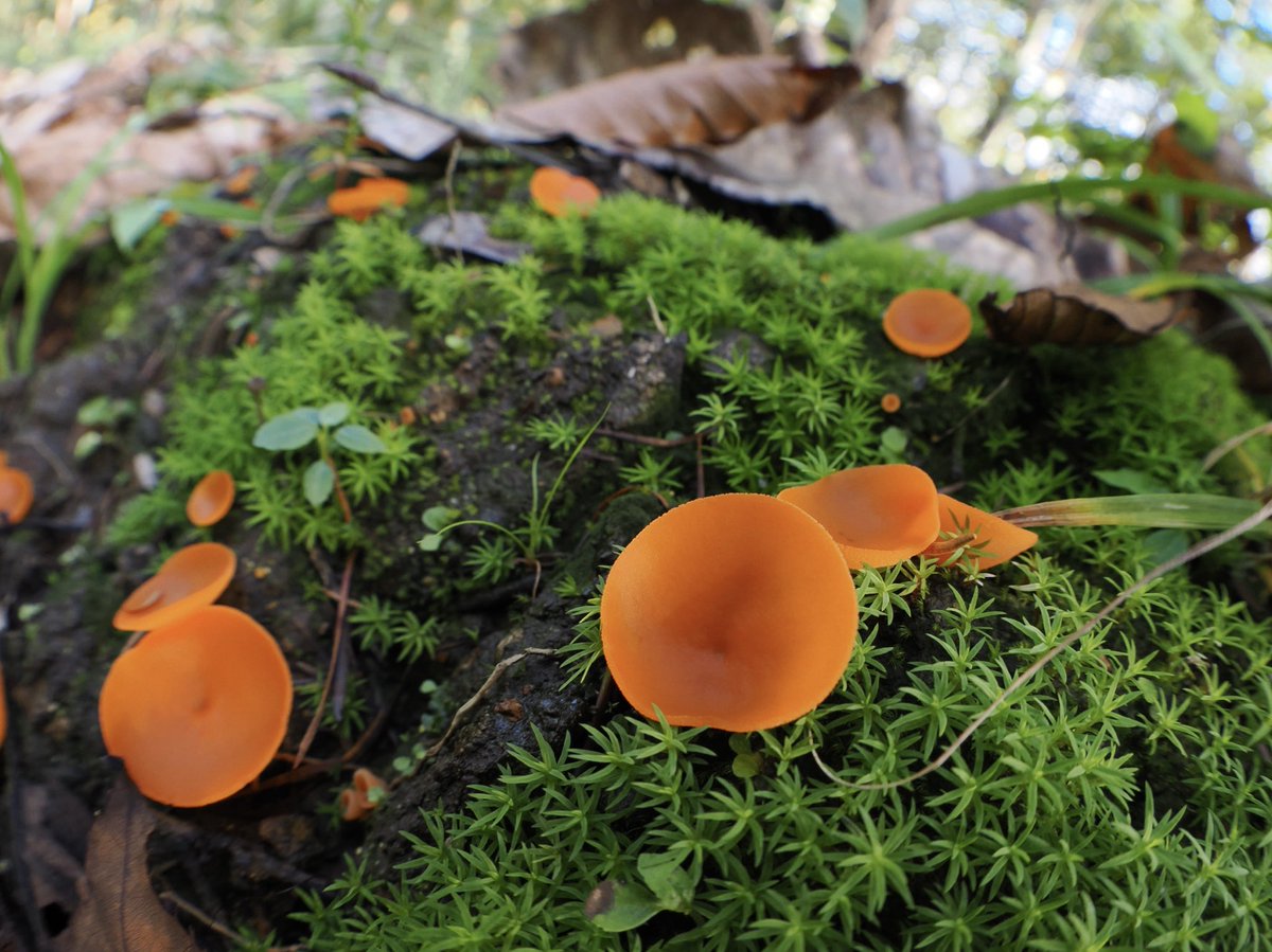 weaponshouwa's tweet image. 林道に点々と広がった、ヒイロチャワンタケのパラボラ。
工業製品感。