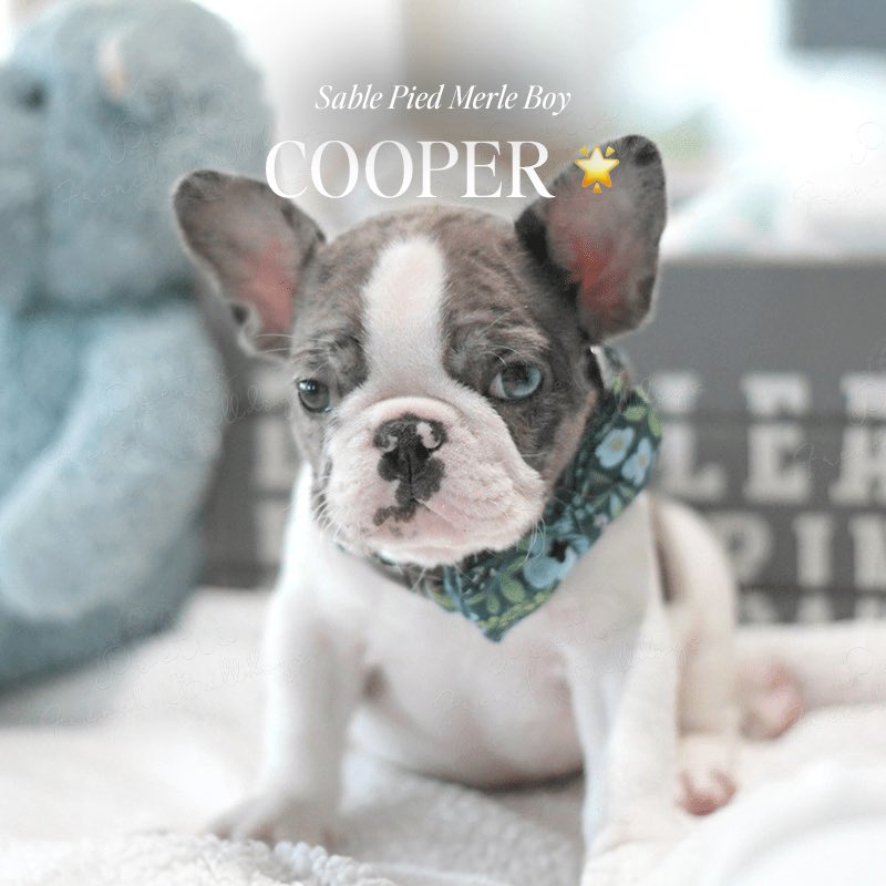 🧸Cream Puff  —  too sweet to be real, the Frenchie that looks like a teddy and acts like a comedian💙

💎 Bella – our tiny blue princess, delicate and oh-so cuddly 😍

🎀 Missy – a fluffy lilac &amp; tan lady with a teddy bear vibe 💘

🐶 Yuki -- a snowball of fluff with a heart