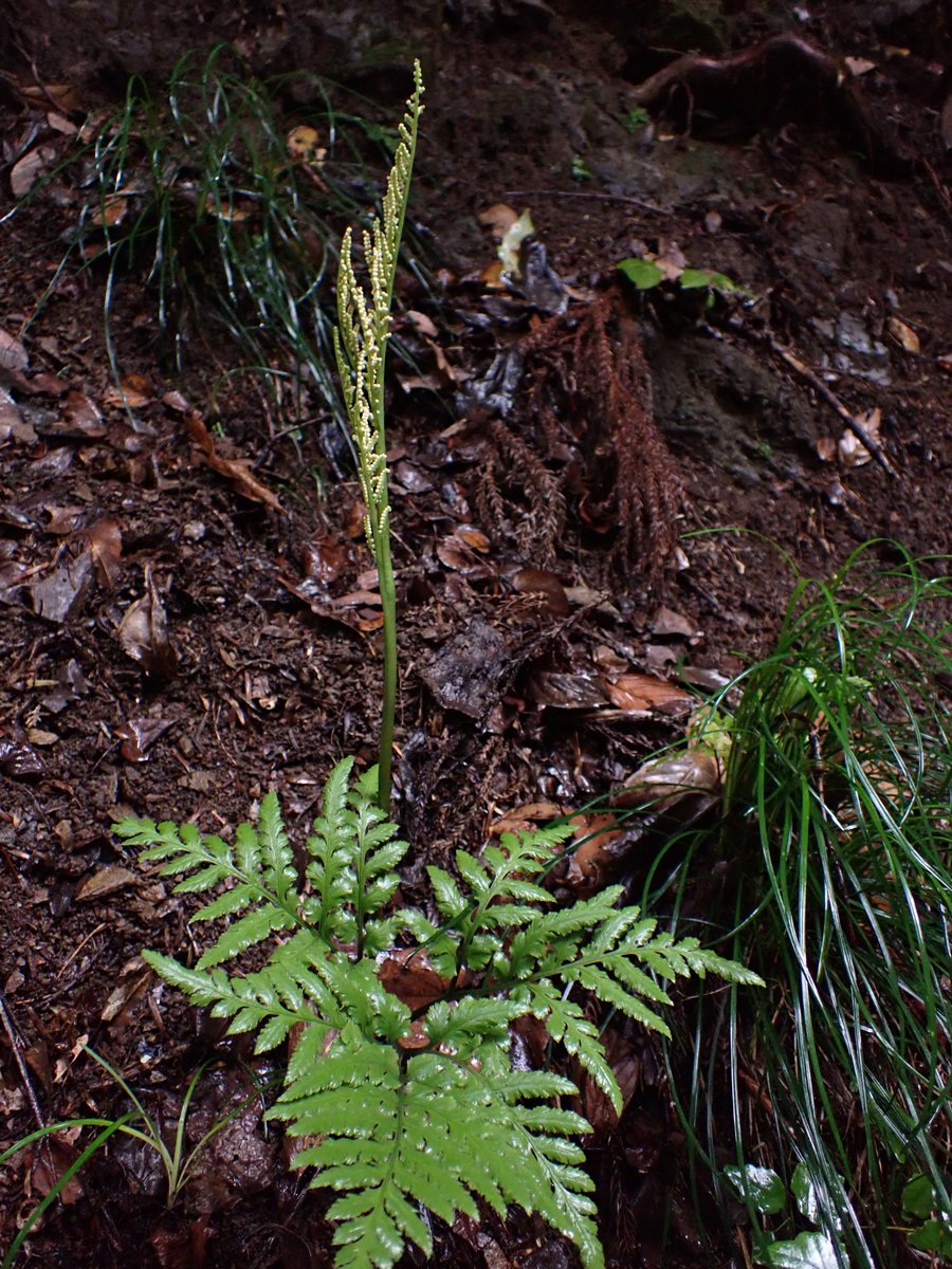高尾です 高尾山 6号路】スニーカーNGのきついフォトトレッキングエリア