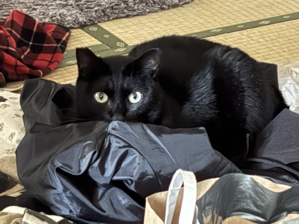 上着に溶け込んでる🐈‍⬛