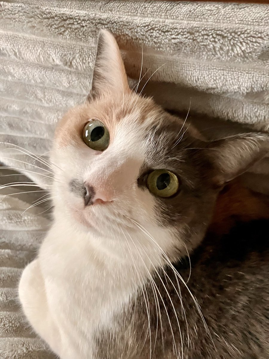 ハナちゃん (@ragu0318) / Posts / X