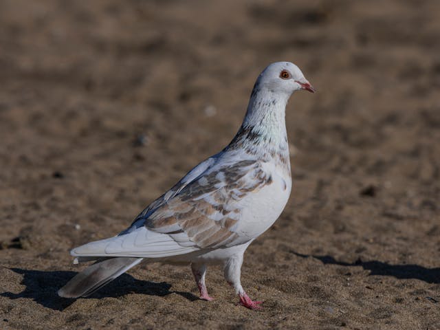 الطيور والدواجن (@birddarab) on Twitter photo 